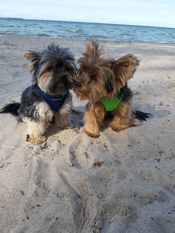 71499603_862813290803631_1627275199063785472_n